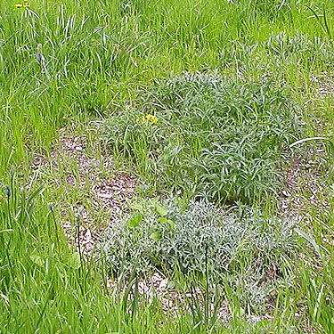 meadow habitat, Northwest Native Plant Garden, Point Defiance Park, Tacoma, Washington