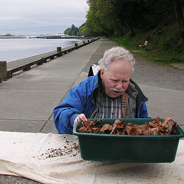Rod Crawford sifting leaf litter, Owen Beach, Point Defiance Park, Tacoma, Washington