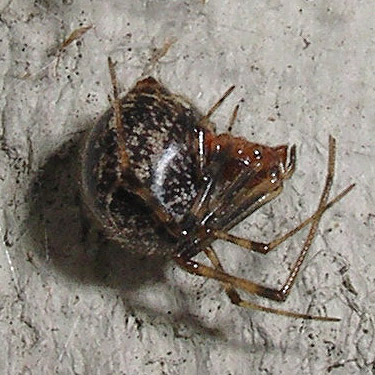 Achaearanea Parasteatoda tepidariorum house spider, Owen Beach, Point Defiance Park, Tacoma, Washington