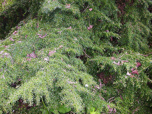 mountain hemlock foliage Tsuga mertensiana, Northwest Native Plant Garden, Point Defiance Park, Tacoma, Washington