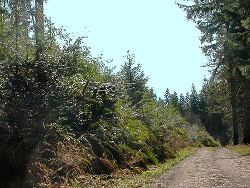 clearcut planted with Douglas-fir, E of Waddel Creek Road, Black Hills, Thurston County, Washington