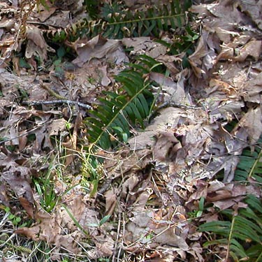 pure maple leaf litter, E of Waddel Creek Road, Black Hills, Thurston County, Washington