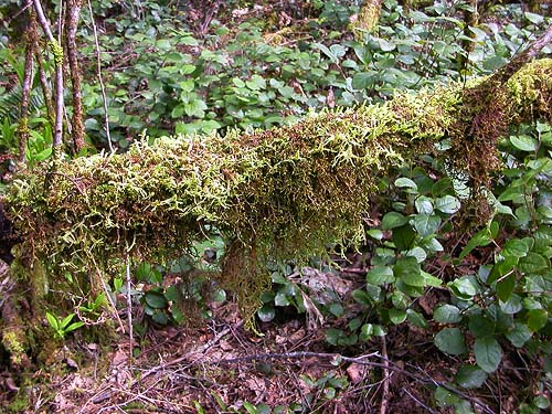 moss on suspended log, Delphi Pioneer Cemetery, Thurston County, Washington