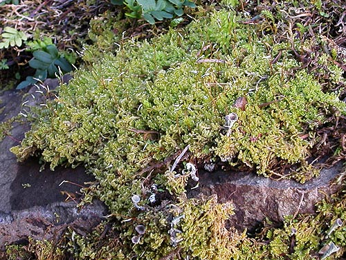 moss & lichen on talus rock, E of Waddel Creek Road, Black Hills, Thurston County, Washington
