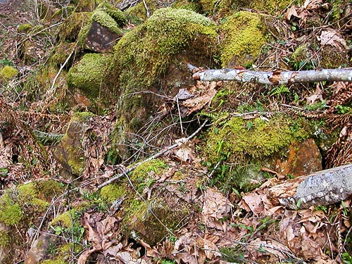 mossy boulder talus, E of Waddel Creek Road, Black Hills, Thurston County, Washington