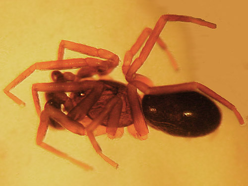 male spider Scotinella sp. from leaf litter, Delphi Pioneer Cemetery, Thurston County, Washington