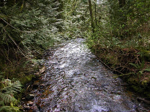 Stony Creek flowing beside Delphi Pioneer Cemetery, Thurston County, Washington