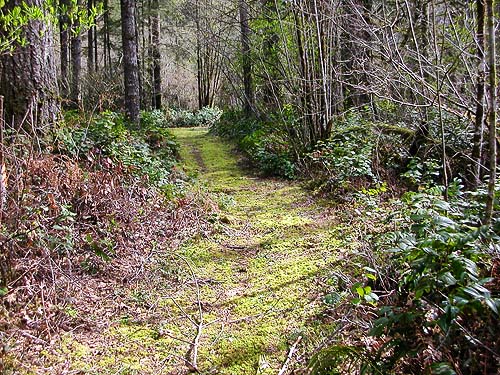 trail leading south from Delphi Pioneer Cemetery, Thurston County, Washington