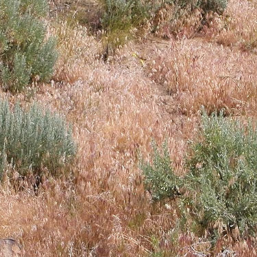 cheatgrass Bromus tectorum at Dry Gulch, SE Chelan County, Washington