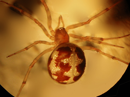 theridiid spider Enoplognatha marmorata, Dry Gulch, SE Chelan County, Washington