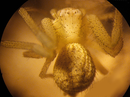 female Misumenops lepidus crab spider, Dry Gulch, SE Chelan County, Washington
