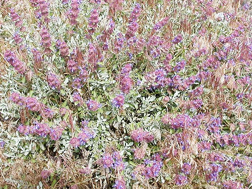 purple sage Salvia dorri at Dry Gulch, SE Chelan County, Washington