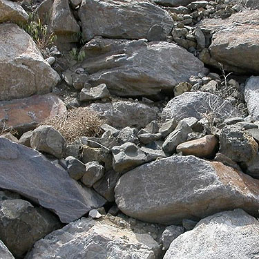 rocks (boulders) at Dry Gulch, SE Chelan County, Washington