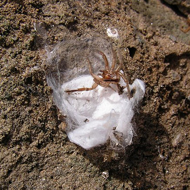 egg sacs and exuvium of unknown spider under rock, Dry Gulch, SE Chelan County, Washington