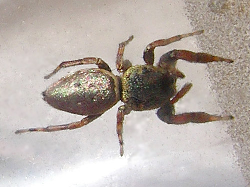 jumping spider Sassacus papenhoei from Dry Gulch, SE Chelan County, Washington