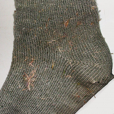 cheatgrass seeds in sock, from Dry Gulch, SE Chelan County, Washington