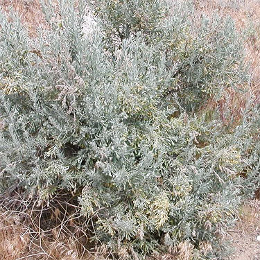 sagebrush Artemisia tridentata at Dry Gulch, SE Chelan County, Washington
