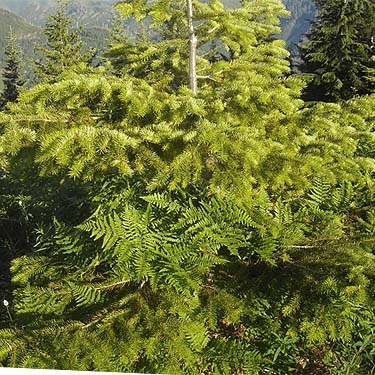true-fir Abies foliage, Dusk Point, Mason County, Washington