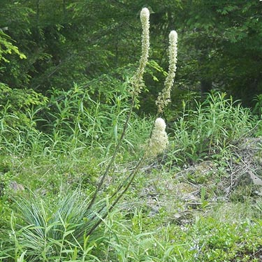 beargrass Xerophyllum tenax on Dusk Point, Mason County, Washington