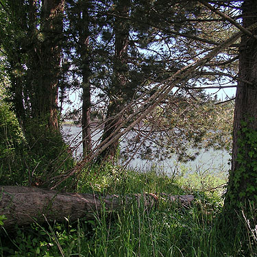 black pine tree Pinus nigra in riparian woods, Edgewater Park (Mt. Vernon, Skagit County, Washington) boat launch