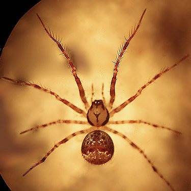 pirate spider Mimetidae Ero canionis, East Fork Lewis River near La Center, Clark County, Washington