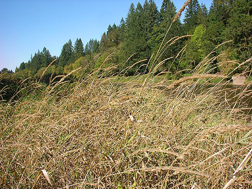 tall riparian field, East Fork Lewis River near La Center, Clark County, Washington