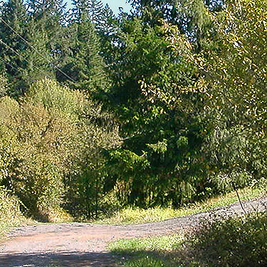 Douglas-fir along dirt road, East Fork Lewis River near La Center, Clark County, Washington