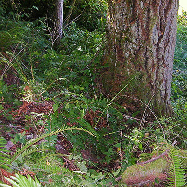 grove of Douglas-fir with natural understory, East Fork Lewis River near La Center, Clark County, Washington