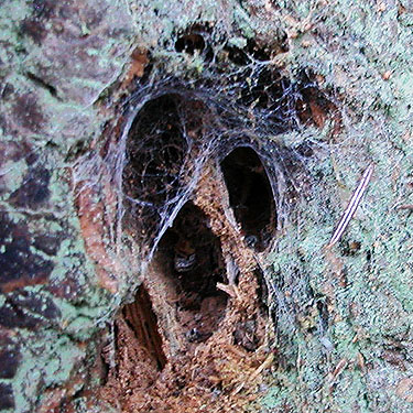 Callobius web on conifer tree trunk, Elger Bay Nature Preserve, Camano Island, Washington