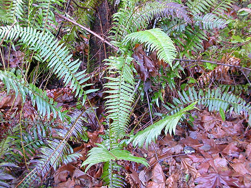 sword fern Polystichum munitum, Elger Nature Preserve & School, Camano Island, Washington