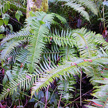Sword fern Polystichum munitum, Elger Nature Preserve & School, Camano Island, Washington
