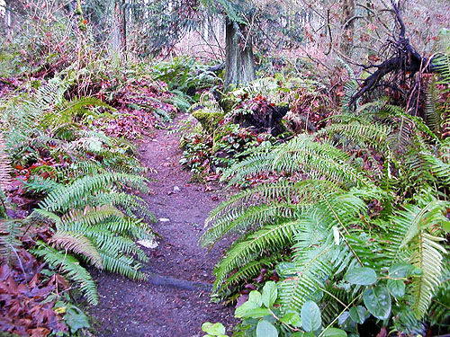 South Hill Trail loop with ferns, Elger Nature Preserve & School, Camano Island, Washington