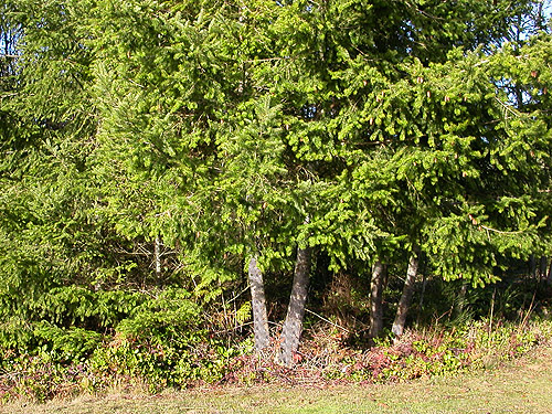 Douglas-fir foliage at edge of school grounds, Elger Nature Preserve & School, Camano Island, Washington