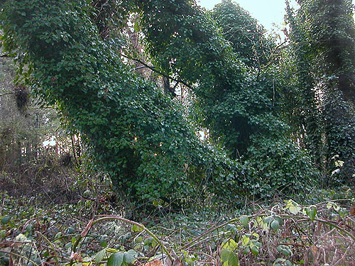 English ivy Hedera helix pulling down trees, Elger Nature Preserve & School, Camano Island, Washington
