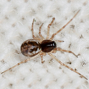 sheetweb spider Microlinyphia mandibulata from Morse Wildlife Preserve, Pierce County, Washington by Lynette Elliott