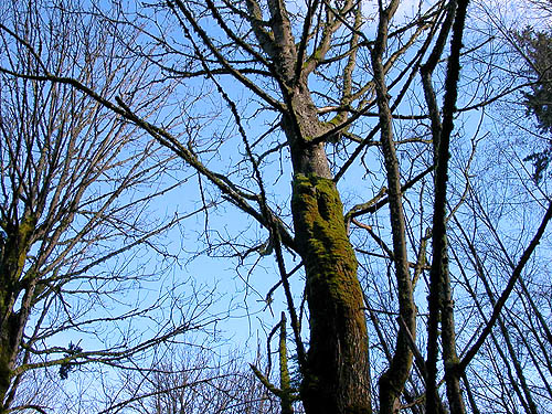 bare winter branches of bigleaf maple, Elger Nature Preserve & School, Camano Island, Washington