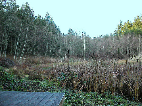 west end of marsh, Elger Nature Preserve & School, Camano Island, Washington