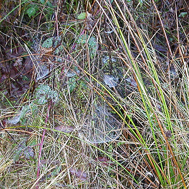 webs of sheetweb spider Microlinyphia dana in beaver marsh, Elger Nature Preserve & School, Camano Island, Washington