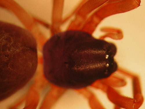 spider Meriola californica from Douglas-fir foliage, Elger Nature Preserve & School, Camano Island, Washington