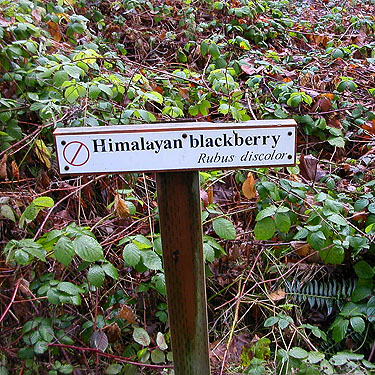 Nature trail sign of Himalayan blackberry, Elger Nature Preserve & School, Camano Island, Washington