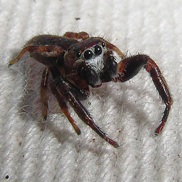 male jumping spider Phanias albeolus from salal, Elger Bay Elementary School, Camano Island, Washington