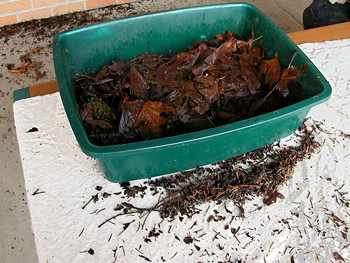 leaf-litter sifting setup, Elger Nature Preserve & School, Camano Island, Washington