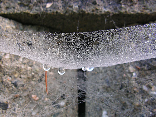 wet Neriene digna spider web on school retaining wall, Elger Nature Preserve & School, Camano Island, Washington