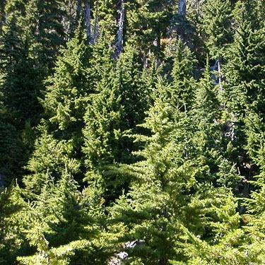 mountain hemlocks and subalpine firs at treeline, Mt. Ellinor, Mason County, Washington