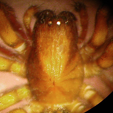 carapace of female Cybaeopsis spider, summit of Mount Ellinor, Mason County, Washington