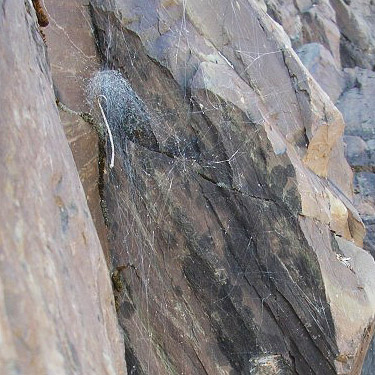 retreat of Araneus gemmoides web in boulder talus, Mt. Ellinor, Mason County, Washington
