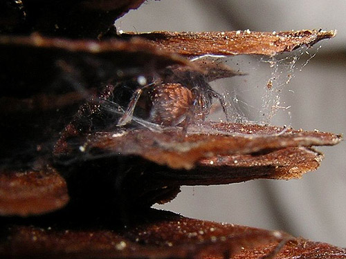 Cryphoeca exlineae spider in mountain hemlock cone, Mt. Ellinor, Mason County, Washington