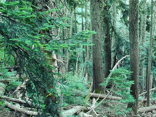 subalpine mountain hemlock subalpine fir forest, Mt. Ellinor, Mason County, Washington