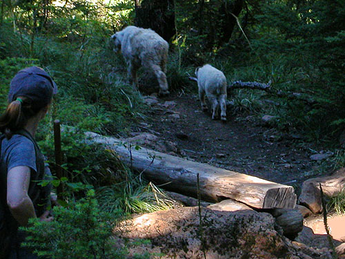 mountain goats on trail, Mount Ellinor, Mason County, Washington