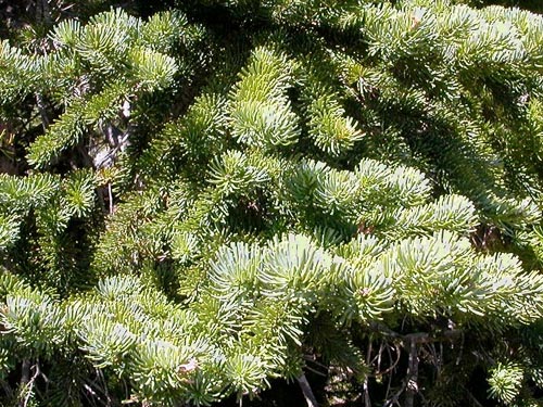 subalpine fir Abies lasiocarpa foliage, Mt. Ellinor, Mason County, Washington